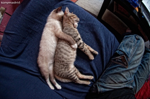 ◄►Gaya Posisi Kucing Tidur yang Lucu dan Aneh!◄►