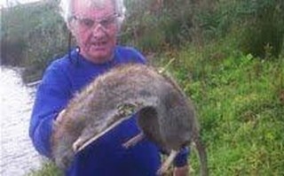 Jenis Tikus yang Ada di Indonesia