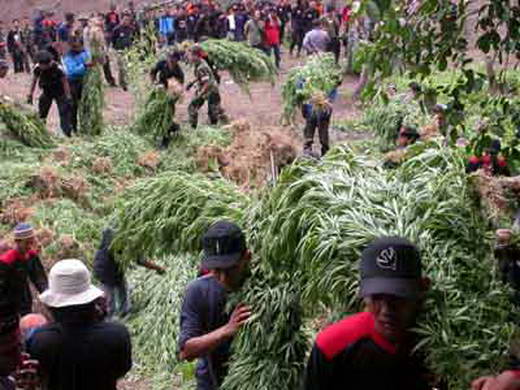 6 negara Penyalur ganja terbanyak di dunia