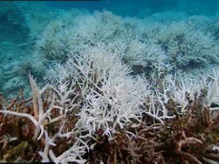 10 Terumbu karang Terindah di Dunia Indonesia masuk salah satunya