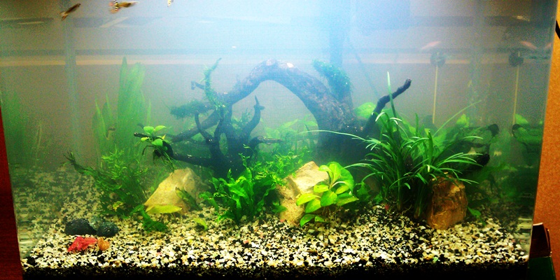 Jasa setting aquarium akuarium aquascape taman air tawar jakarta bekasi