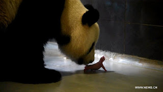 Panda Raksasa di Macau Lahirkan Anak Kembar