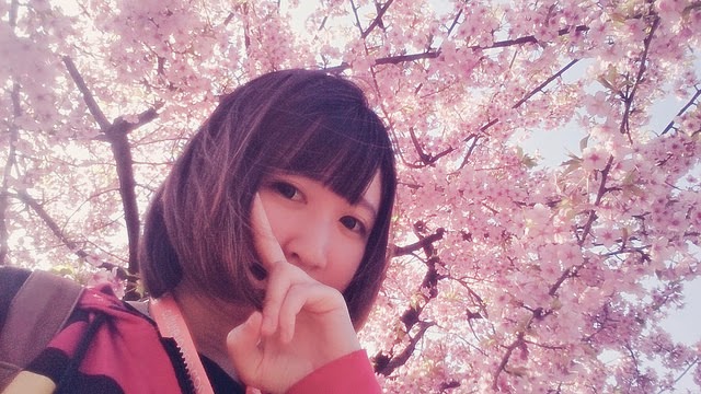 Rahasia Keindahan Sakura Di Jepang