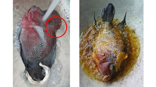 Penasaran Dengan Rasa Benjolan Kepala Ikan Lohan harga 7 Juta ? Orang Ini Berani Coba