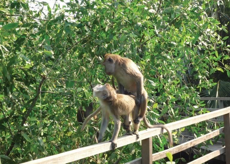 Setelah Reklamasi Teluk Jakarta Dihentikan, Disarankan jadi Hutan Mangrove