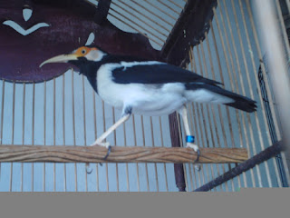 Burung Kicau Hobi sekaligus Investasi !