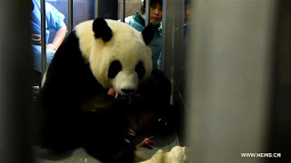 Panda Raksasa di Macau Lahirkan Anak Kembar