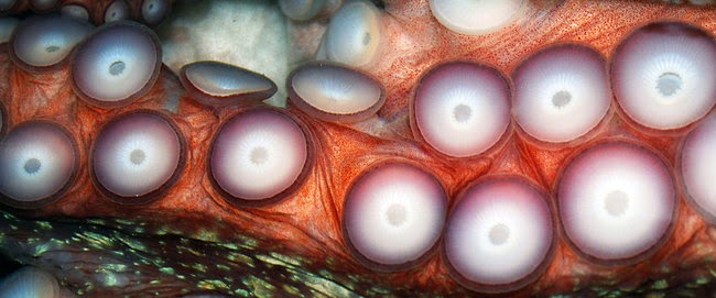 Fakta-Fakta MenarikTentang Gurita (Octopus)