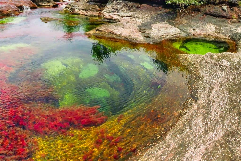 Cano Cristales, Keindahan Sungai Lima Warna Dari Kolombia