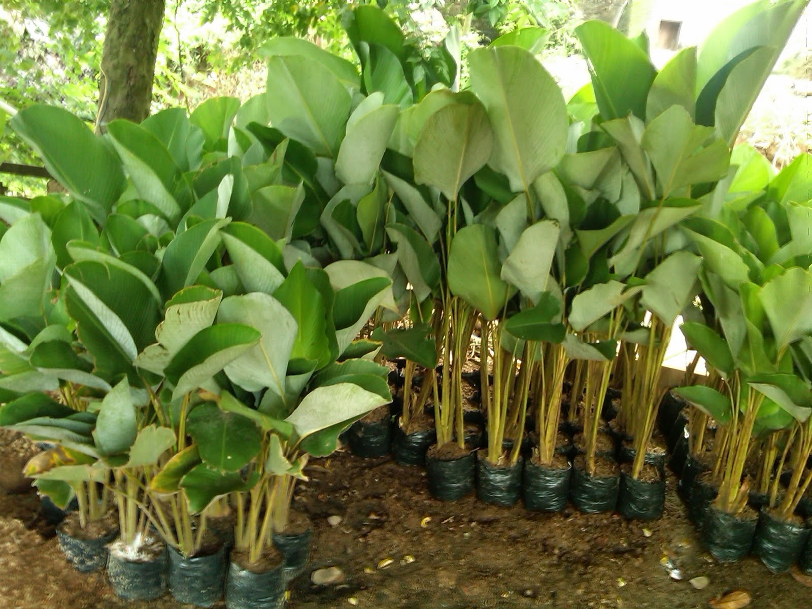 6 Ciri - Ciri Tanaman Penghasil Banyak Oksigen