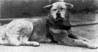 Hachiko Anjing Lambang Kesetian Dari Jepang