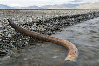 Pulau Wrangel: Pulau Beruang Kutub Dan Mammoth Berbulu