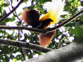 &#91;Surga Di Kampung Barawai&#93; bird of paradise Tanah Air Kita Indonesia :iloveindonesia