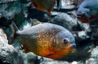 Fakta ganasnya ikan piranha