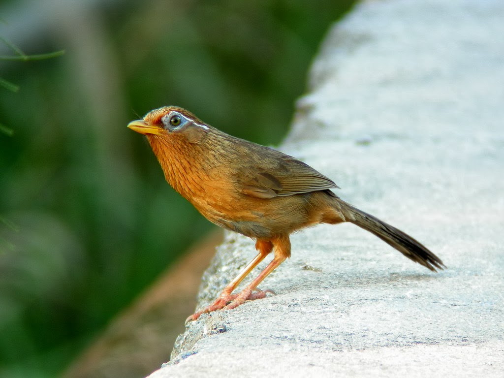 Yuk Mengenal Burung-burung Hias Bersuara Merdu Ini