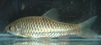 kenangan-jaman-kecil-di-desa-nih-gan