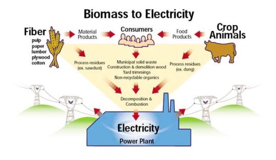 Fakta Mengagumkan Tentang Energi Biomassa!