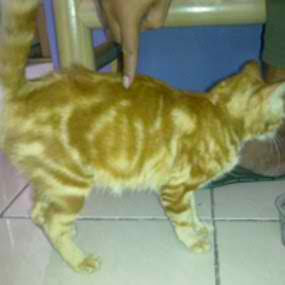 &#91;PIC&#93; Kucing-kucing dengan Bulu Suuper Unik!!