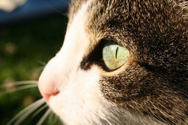 10 Perilaku Kucing yang Jarang di Ketahui Manusia