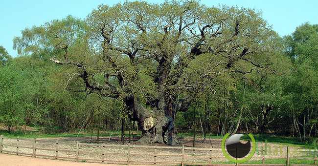 10 Pohon Paling Keramat di Dunia