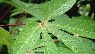 Khasiat Luar Biasa Di Balik Daun Singkong