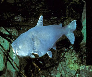 10 Jenis Ikan Lele Terbesar Yang Pernah Tertangkap