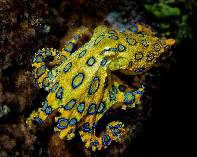 Fakta-Fakta MenarikTentang Gurita (Octopus)