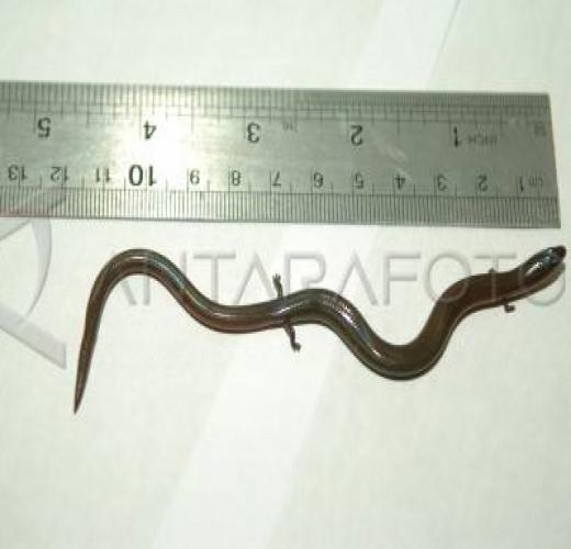 Mengenal Lebih dekat Ular Berkaki atau Kadal Ular