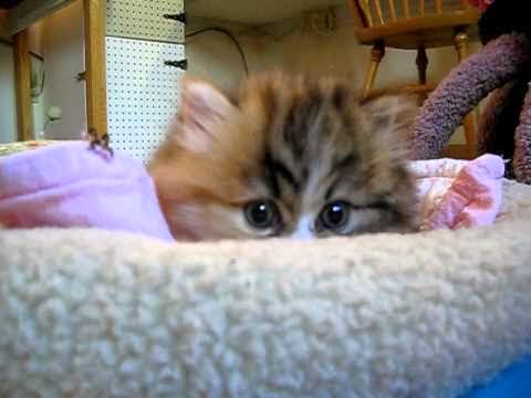 Kucing-kucing ini unyu banget