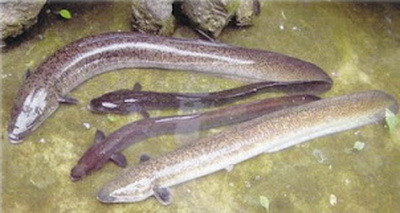 Ikan Lobang Gan yang kaya akan nutrisi