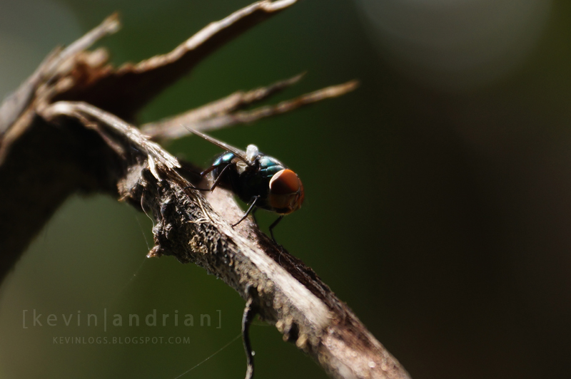 pendopo-sony-alpha---part-5