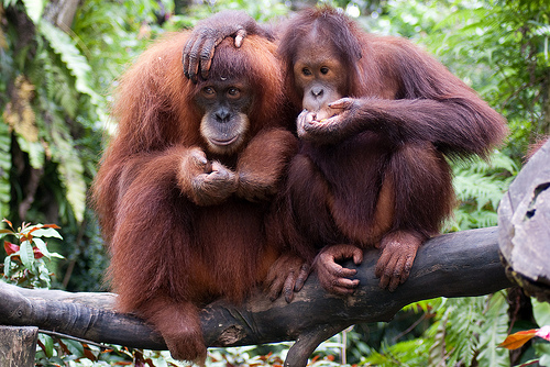 5 Hutan Dengan Hewan Endemik Di Indonesia