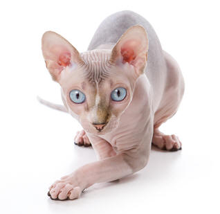 5 Kucing termahal di dunia :D yg suka kucing wajib masuk :)