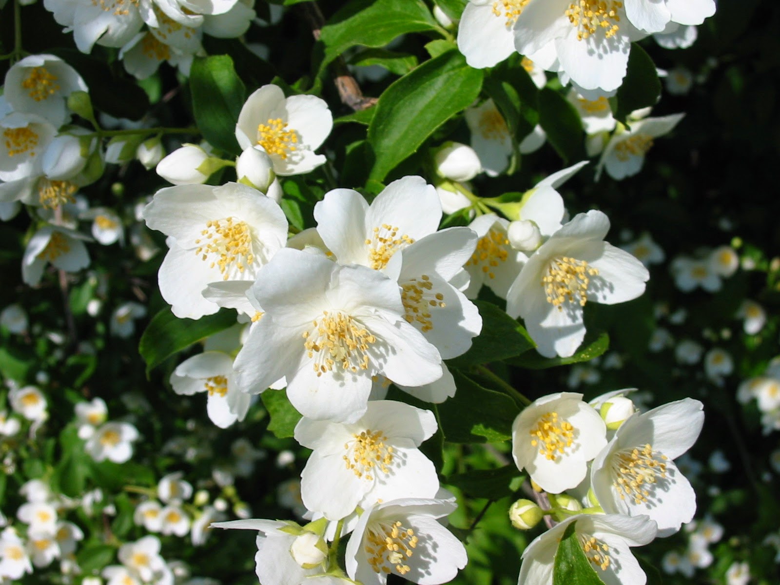 Rahasia Keindahan Sakura Di Jepang