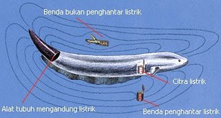 7 Keunikan Hewan,Namun Bahaya Jika Dimiliki Manusia