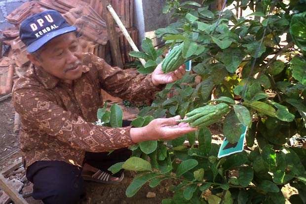 Buah Jeruk Berbentuk Jari Manusia Hebohkan Warga Kendal
