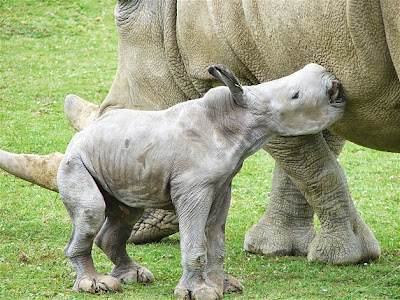 Percaya gak ! Gak bakal ada yang lebih imut dari ini.