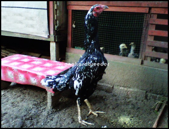Ayam Bangkok Indukan AngKasa BreeDer (Si Kikik) Palembang