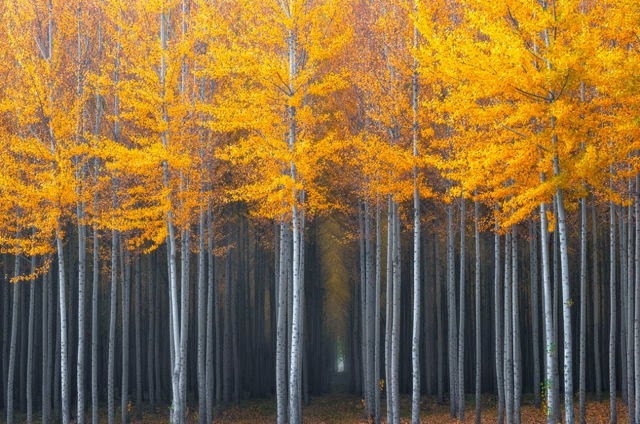 &#91;Nature&#93; : 25 Foto Pohon Menakjubkan Yang Belum Pernah Agan Lihat Sebelumnya