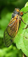 bugs-life-cerita-dibalik-alunan-nada-penanda-kemarau-sang-garengpung