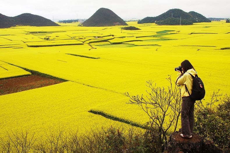 Lautan Kuning di Tengah Pedesaan China