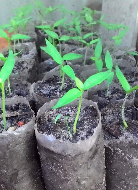Merawat Benih yang Berasal dari Dapur