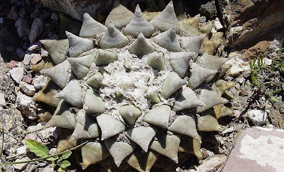 10 Kaktus terunik dan paling menakjubkan di dunia