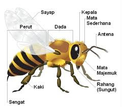 Tawon Sang Penghasil Madu