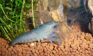 15 Jenis udang hias cantik aquascape yang belum anda ketahui