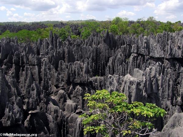 &#91;PICT&#93; Tsingy, Hutan Batu Terbesar di Dunia