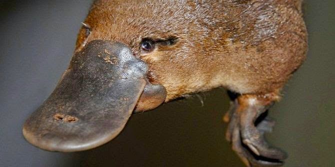 10 Hewan Lucu Yang Ternyata Berbahaya bahkan bisa membunuh manusia