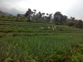 Cerita-cerita pendakian Gunung Rakutak