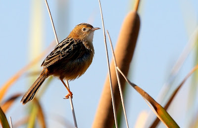 7 Burung terkecil di dunia gan, monggo dilihat