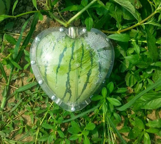 Males liat buah atau sayuran yang bentuknya gitu-gitu aja? ini baru beda gan!